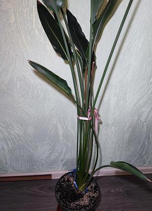 Стреллиция королевская (strelitzia reginae) 2