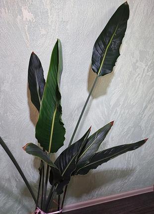Стреллиция королевская (strelitzia reginae) 3