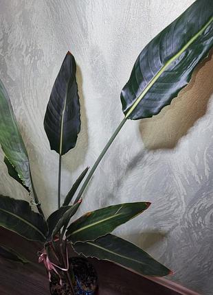 Стреллиция королевская (strelitzia reginae) 4