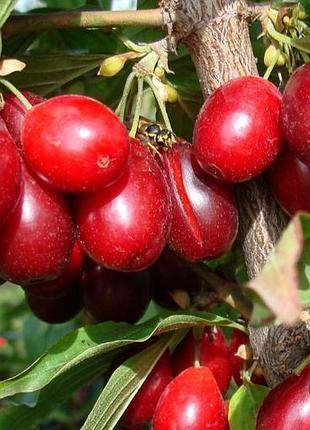 Продам ягоду кизила в свежем виде
