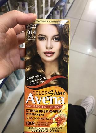 Avena русявий