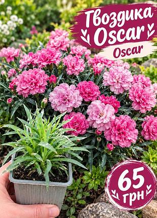 Гвоздика oscar рожева