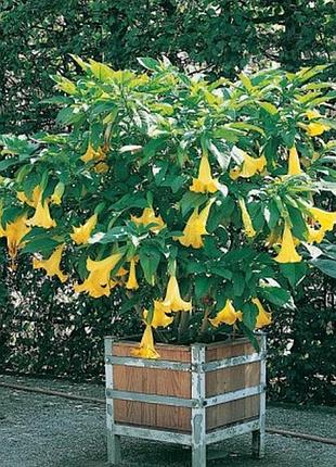 Бругмансия желтая ароматная brugmansia suaveolens трубы ангела черенки с корнями