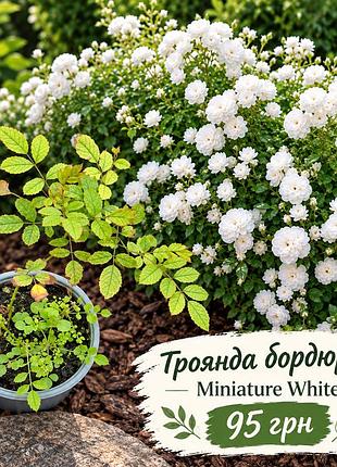 Троянда бордюрна miniature white