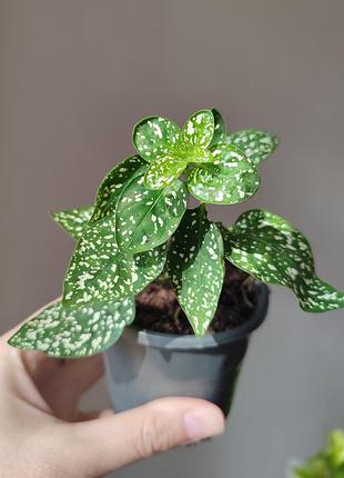 Кімнатні рослини hypoestes phyllostachya