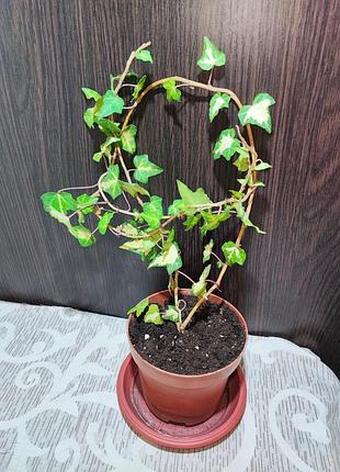 Плющ звичайний варієгатний (hedera helix variegata)