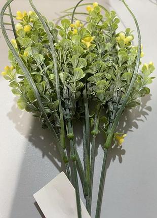 Самшит жовта квіточка