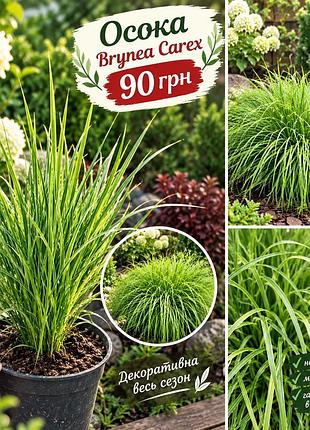 Осока brynea carex