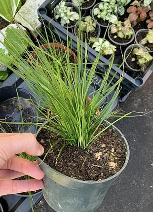 Осока brynea carex 2
