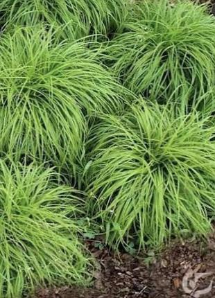Осока brynea carex 3