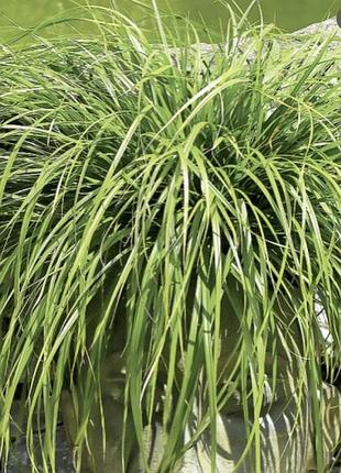 Осока brynea carex 4