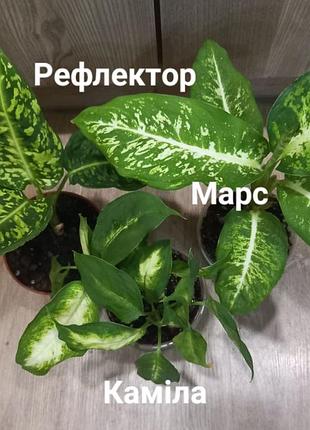 Кімнатні рослини дифенбахія набір