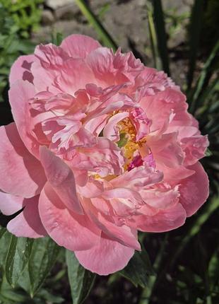 Поділки півонії pink hawaiian coral (пінк хавей)
