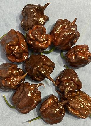Гострий перець carolina reaper 2.200.000 shu.