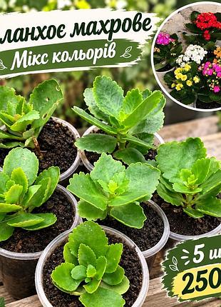 Каланхоє махровий - набір 5 штук