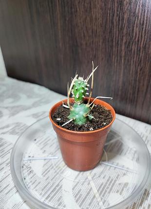 Тефрокактус артикулатус (tephrocactus articulatus)