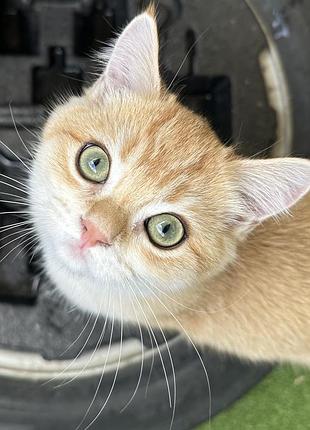 Кіт британська короткошерстна золотиста 2