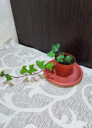 Плющ звичайний (hedera helix)