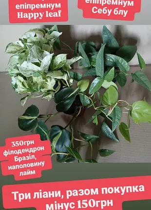 Від 40грн ліани сциндапсус епіпремнуми у горщиках  варієгатні марбл квін  silver аnne neon неон ауреум aureum golden філодендрон бразіл