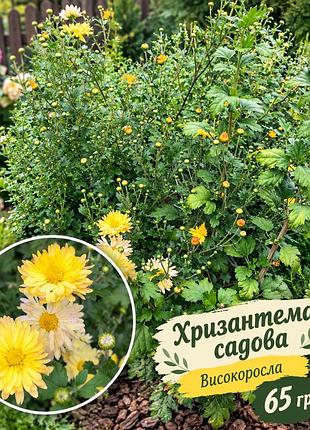 Хризантема садова високоросла жовта крупноцвіткова