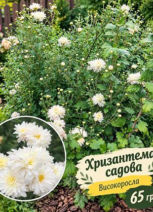 Хризантема садова високоросла крупноцвіткова біла