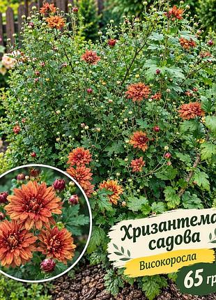Хризантеми садова середньоросла помаранчева
