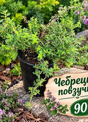 Чебрець повзучий