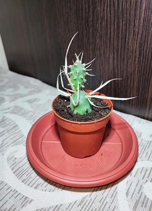 Тефрокактус артикулатус (tephrocactus articulatus)