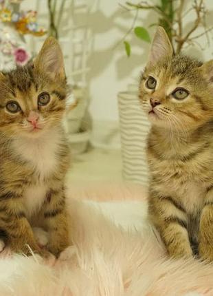 Котята ищут семью