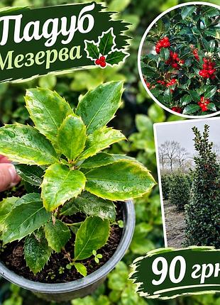 Падуб мезерва heskenfee
