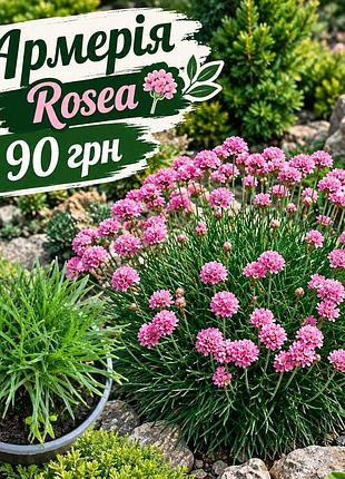 Армерія rosea