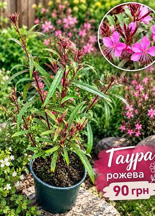 Гаура рожева