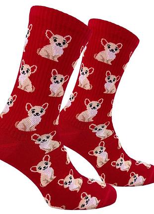 Носки premier socks "чихуахуа”, унисекс, разм. 36-39, 40-42, 43-45