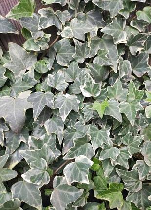 Плющ сизий голубой с белым. в горшках  2 шт