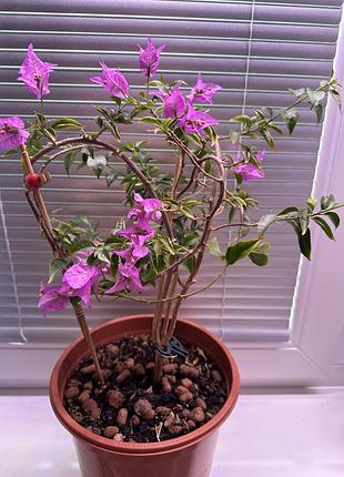 Комнатное растение бугенвиллея сиреневая  цветущая bougainvillea lilac.