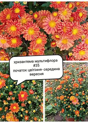 Оранжева хризантема мультифлора кущ