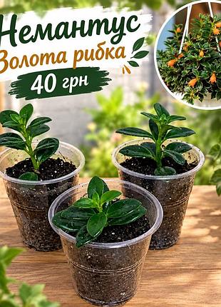 Немантус золота рибка