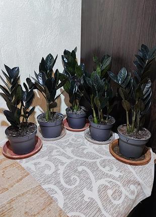 Замиокулькас замиелистный равен (zamioculcas zamiifolia raven)