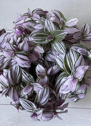 Традесканция нанук (tradescantia albiflora 'nanouk) - популярное комнатное растение с эффектными полосатыми листьями розового зеленого белого оттенков