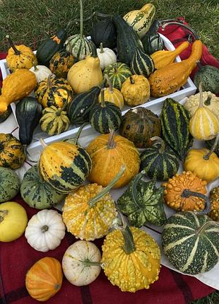 Декоративні гарбузи 🎃 2