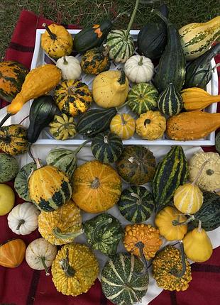 Декоративні гарбузи 🎃 3