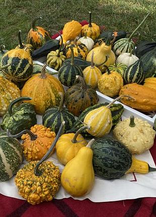 Декоративні гарбузи 🎃 5
