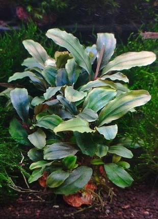 Композиція на драконячому камені. буцефаландра nanga taman black ventii (bucephalandra sp. nanga taman black ventii)