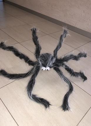 Павук карнавал вечірка halloween