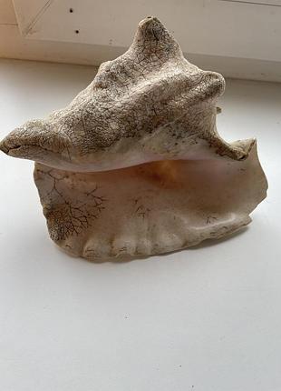 Старинная  морская раковина