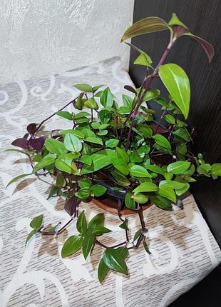Традесканция бейби банибиллис (tradescantia baby bunny bellies) 2