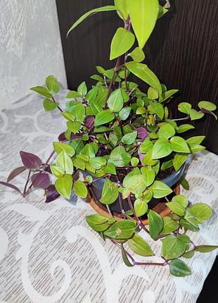 Традесканция бейби банибиллис (tradescantia baby bunny bellies) 3