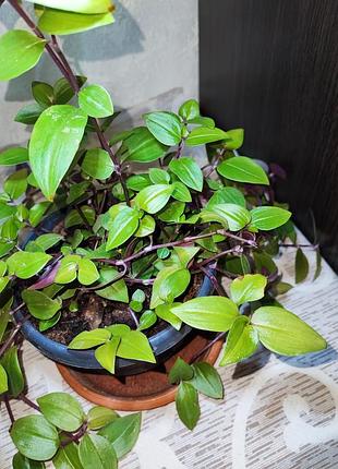 Традесканция бейби банибиллис (tradescantia baby bunny bellies) 4