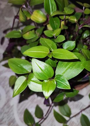 Традесканция бейби банибиллис (tradescantia baby bunny bellies) 5