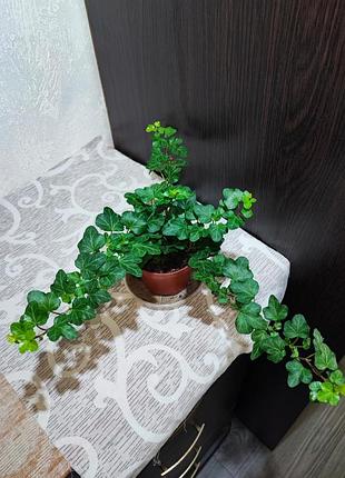 Плющ обычный (hedera helix wonder)